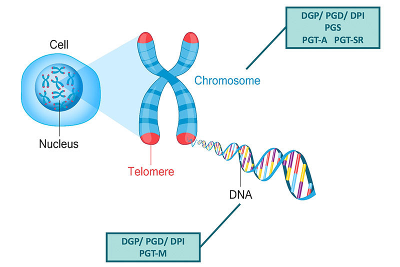 Chromosomal Abnormalities in Pregnancy